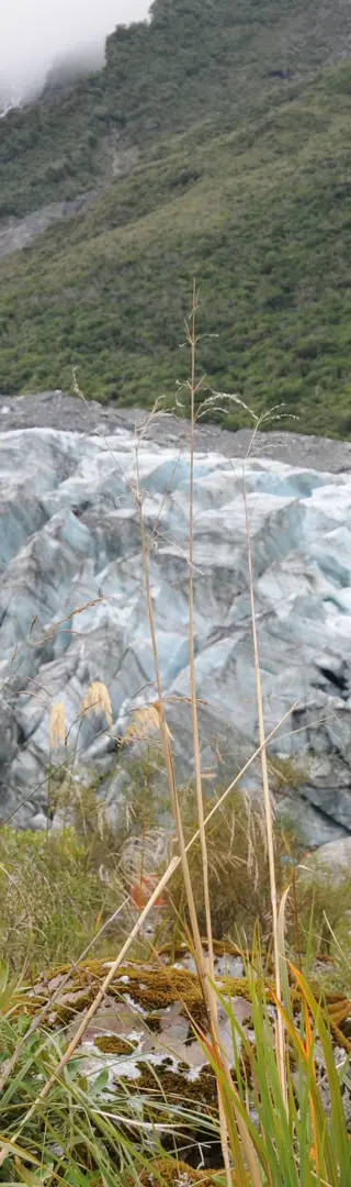 Fox Gletscher